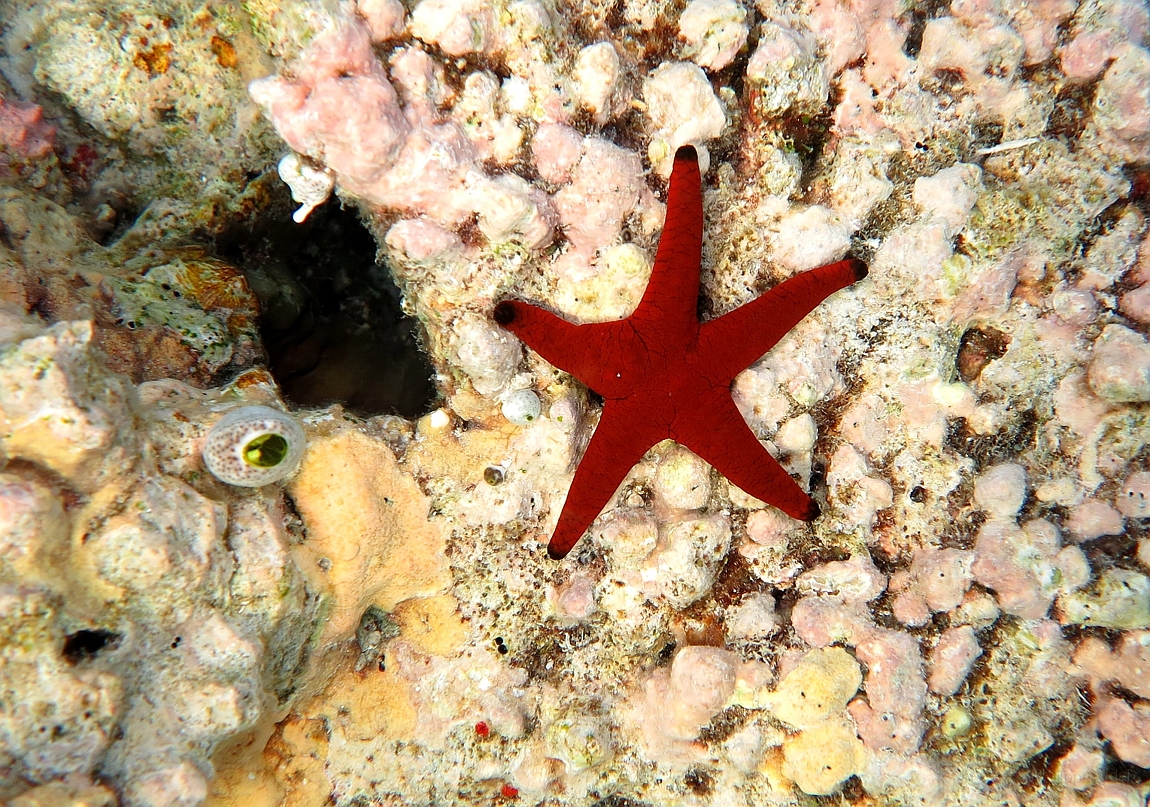 IMG_1413rf_Maldives_Madoogali_House reef_Astenie_Fromia elegans.jpg
